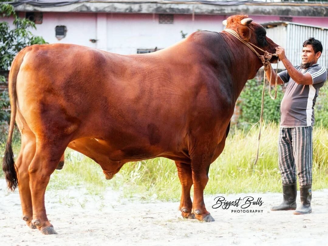 Australian-Growth-Master-–-ষাড়-গরুর-ওজন-বৃদ্ধির-সেরা-সমাধান-e1756657206752.jpg