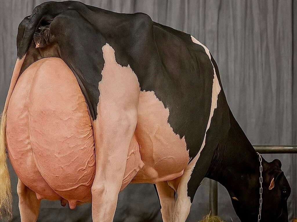 Australian-Milk-Master-–-গাভীর-দুধ-বৃদ্ধির-বিশ্বস্ত-সমাধান-2-1-e1756657356681.jpg